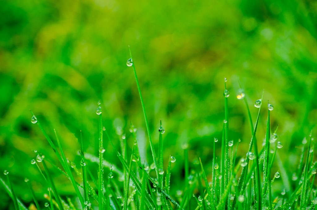 when to aerate lawn